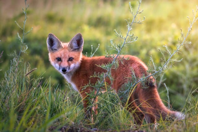 <p>Foxes are subjected to a level of cruelty probably above any other native species</p>