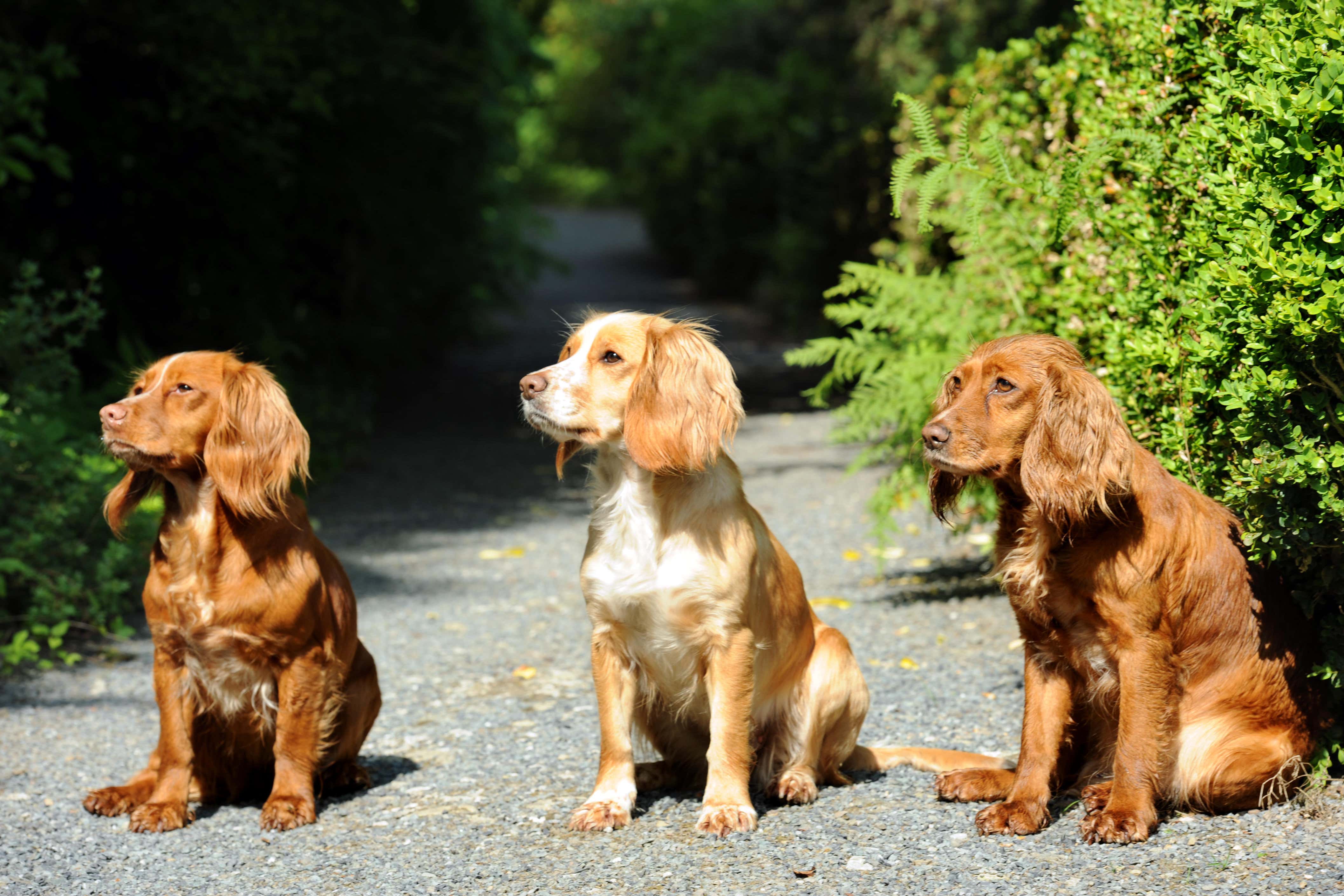 A cocker spaniel was poisoned after eating a chocolate bar last year