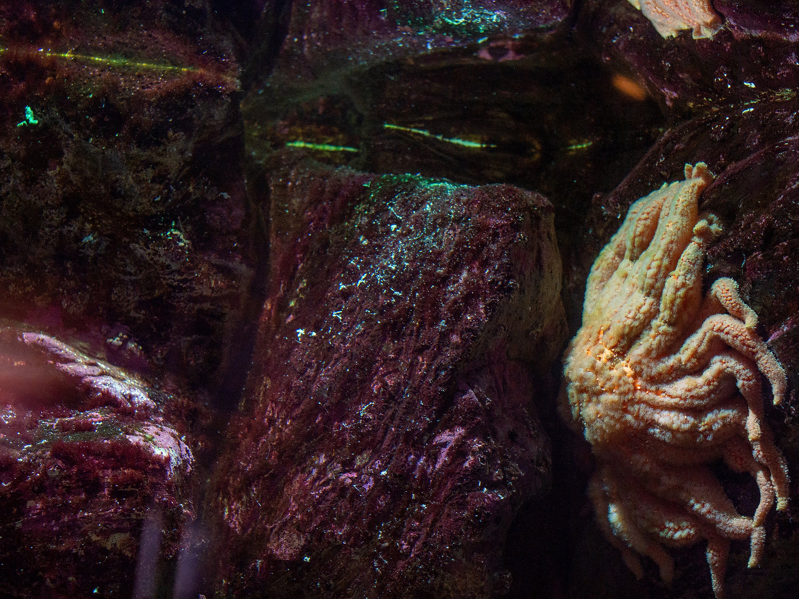 A sunflower sea star in its tank