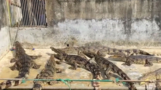 Hundreds of hungry crocodiles eat each other after farm owner died