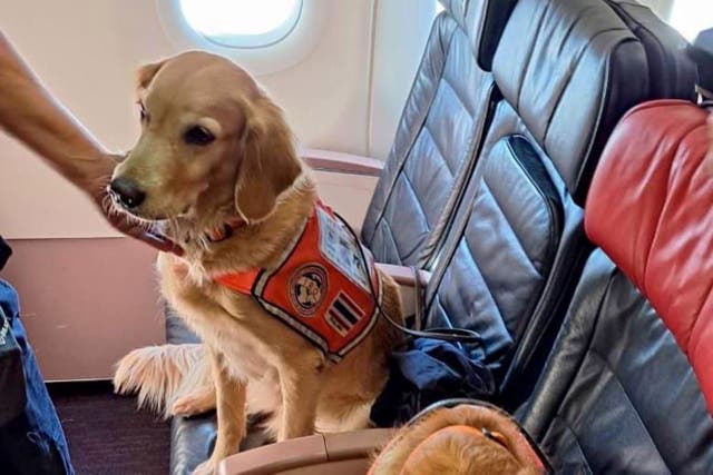 <p>A rescue dog sits in a first class seat on Turkish Airlines</p>