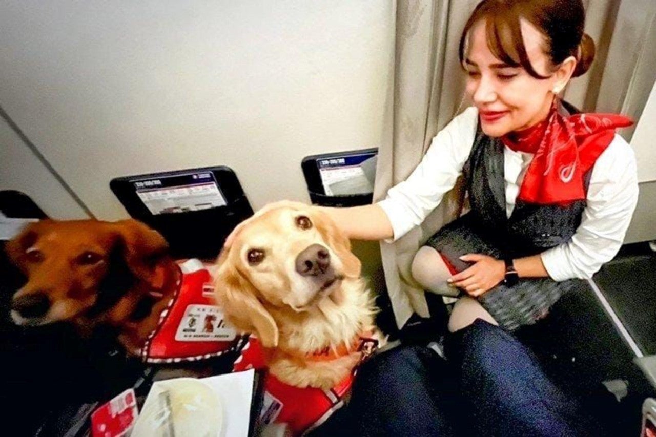 Rescue dogs on a Turkish Airlines flight are assisting with the rescue operation in Turkey