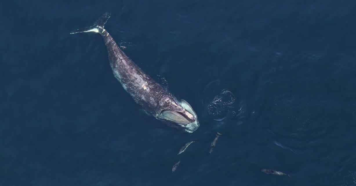 A north Atlantic right whale swims with dolphins