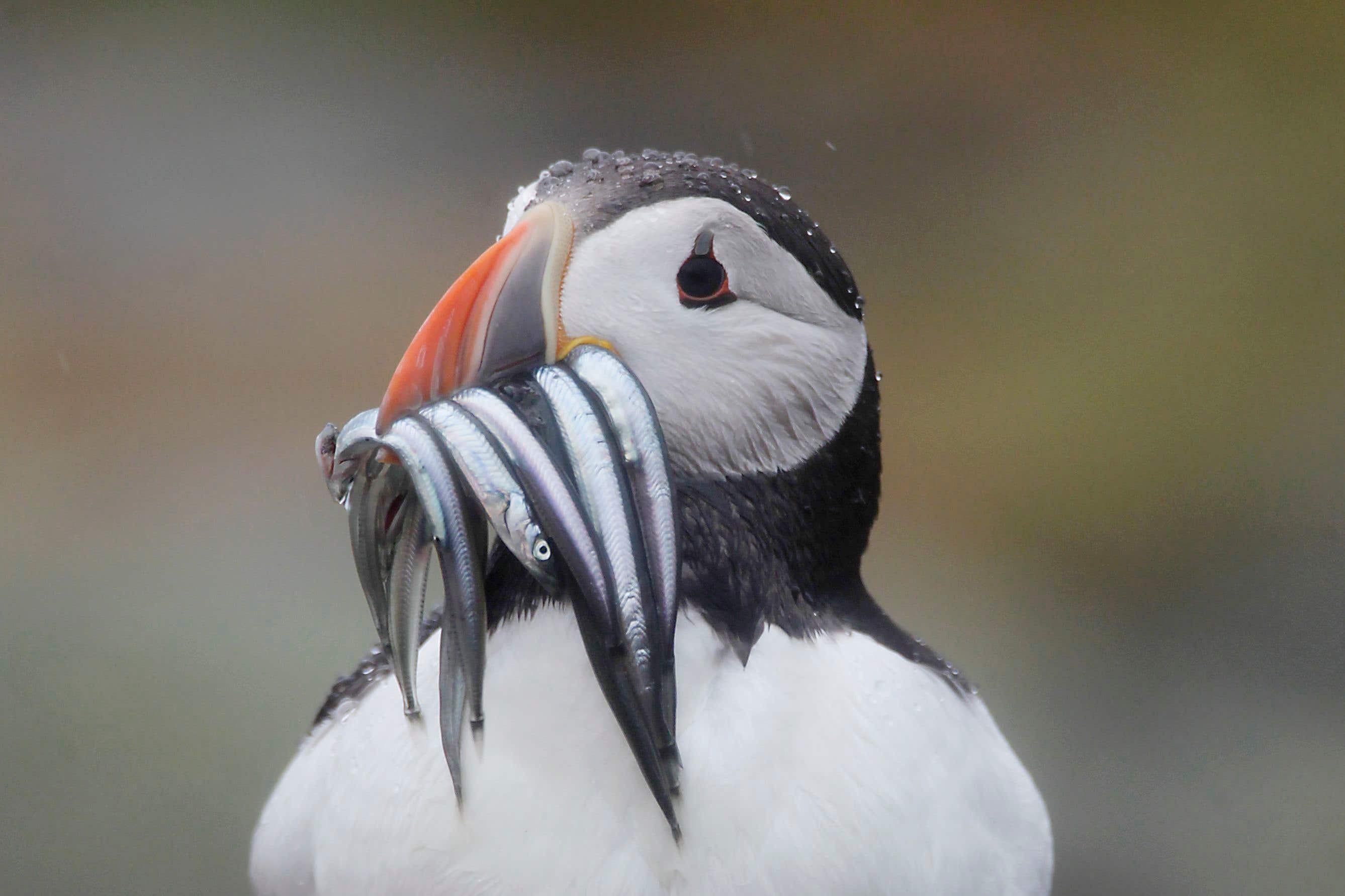 Puffins and other threatened UK seabirds depend on sandeels during the breeding season (Danny Lawson/PA)