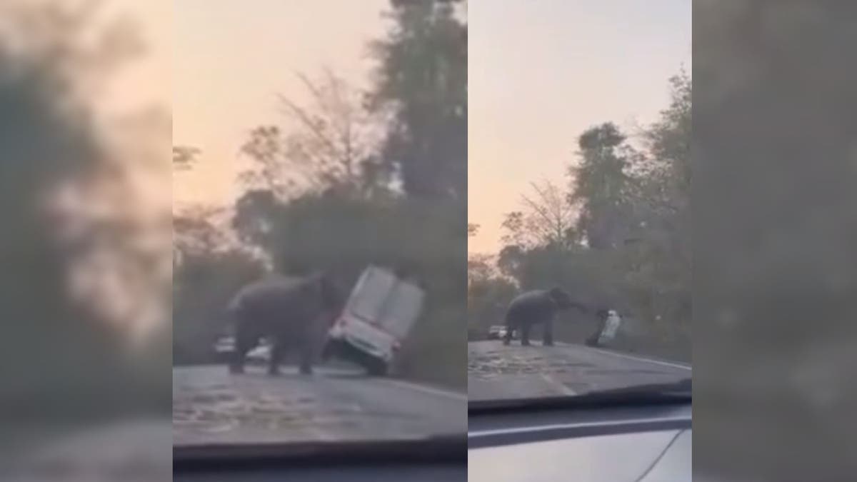 Wild elephant gently flips truck and halts traffic on road in Bangkok, Thailand, viral video shows