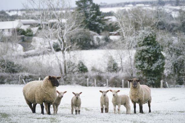 Sheep stand with lambs in a snow dusted field in Ardenteggle, County Laois, in the Republic of Ireland (Niall Carson/PA)