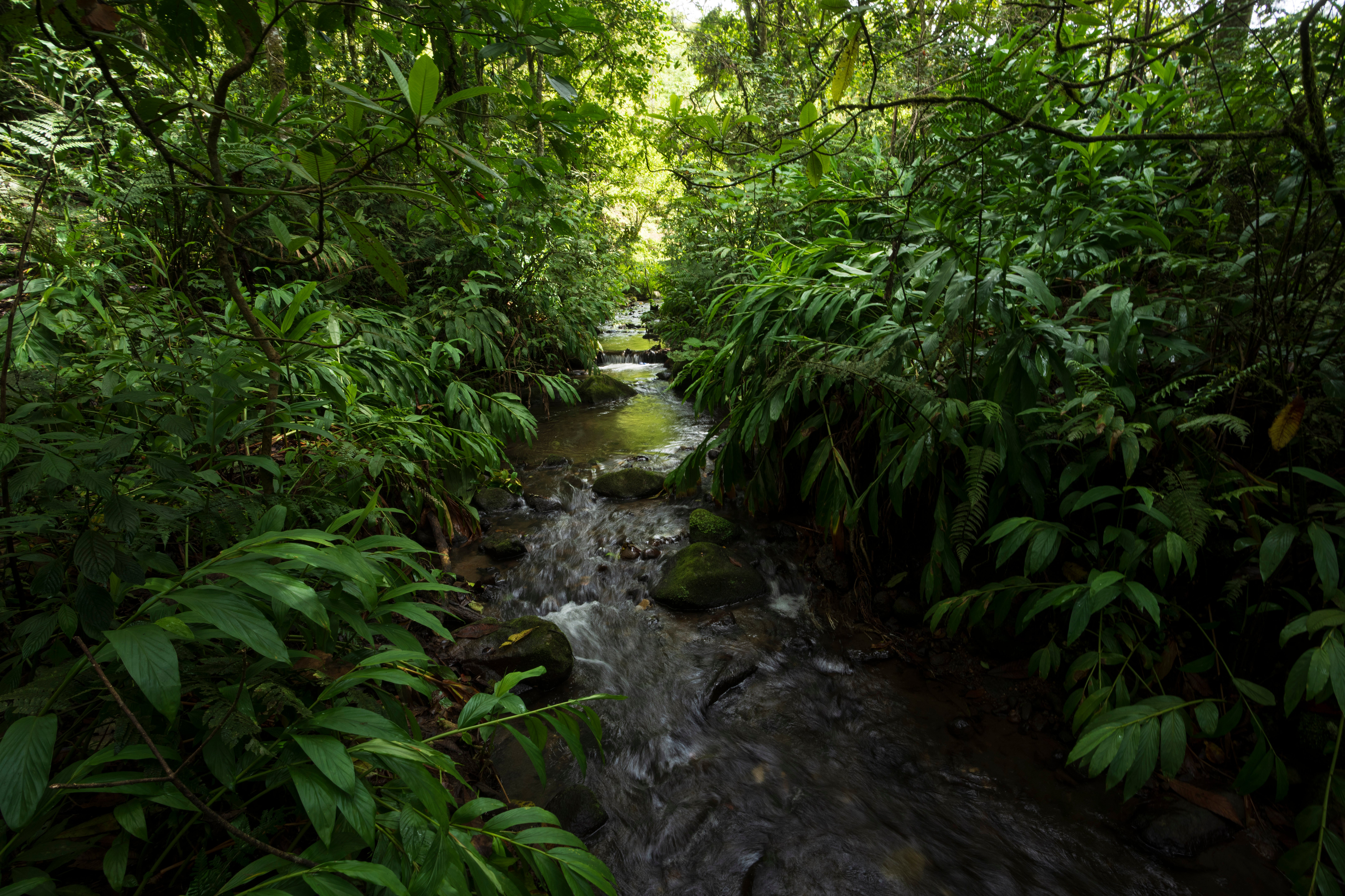 Costa Rica Forest Conservation