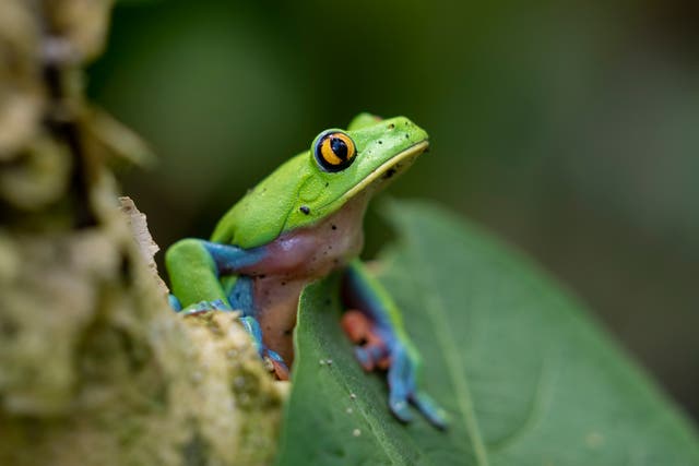 Costa Rica Forest Conservation