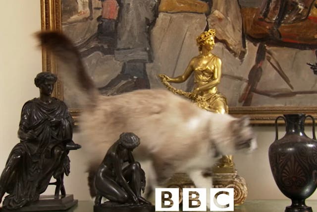 <p>Minou the cat, as seen in the opening credits for ‘Antiques Roadshow'</p>