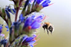 Bees waking up earlier due to climate change risk falling out of sync with plants