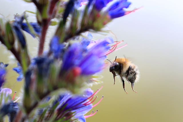 <p>Bumblebees learn new “trends” in their behaviour by watching and learning (Gareth Fuller/PA)</p>