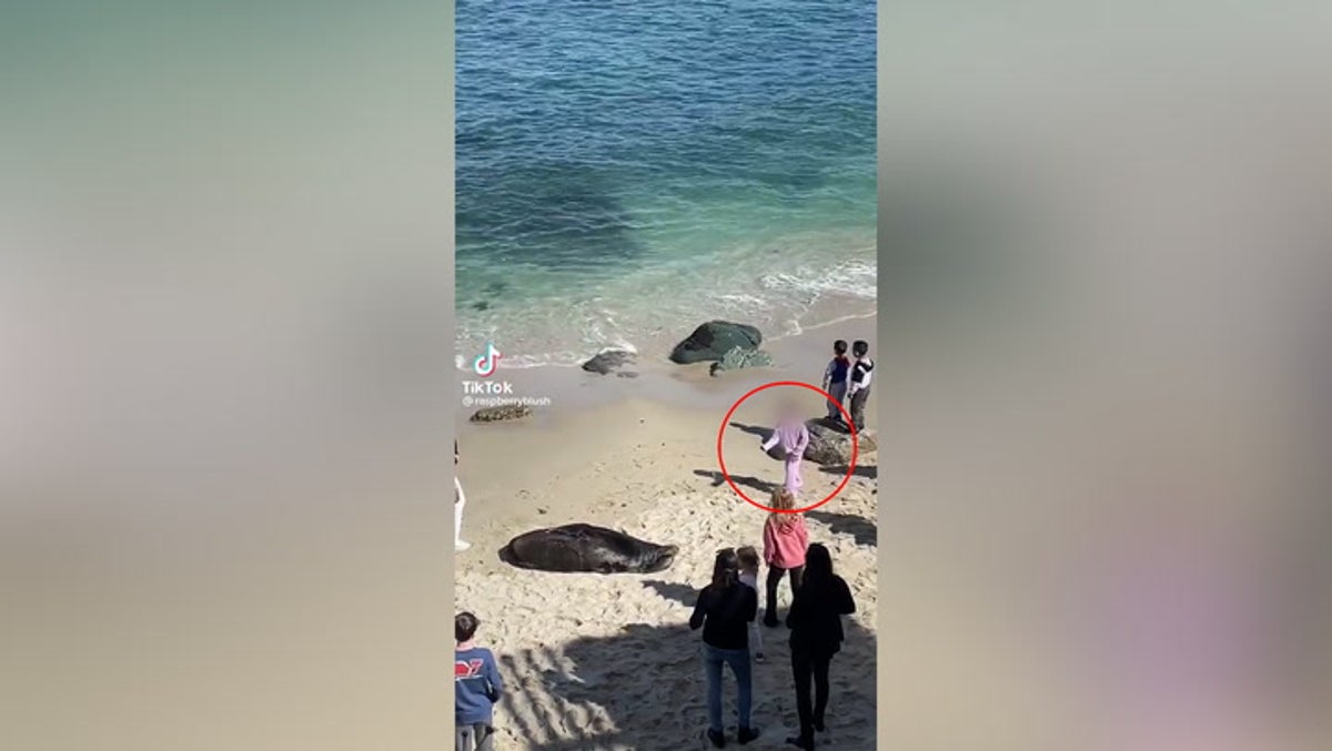 Young girl told to leave Californian beach for throwing rocks at sleeping sea lion