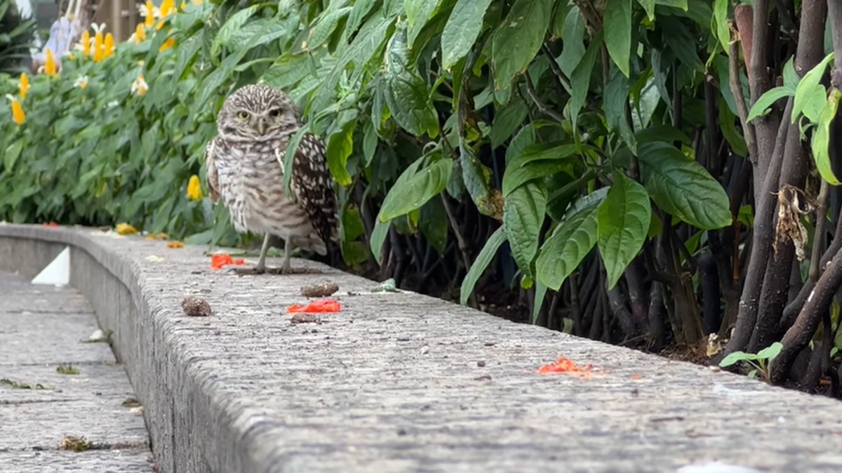 Owl accidentally takes two-week holiday on Florida cruise ship