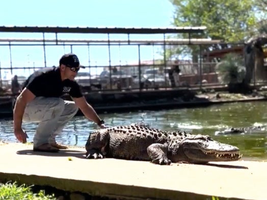Alligator 'stolen from zoo 20 YEARS ago' found in person's garden | The Independent