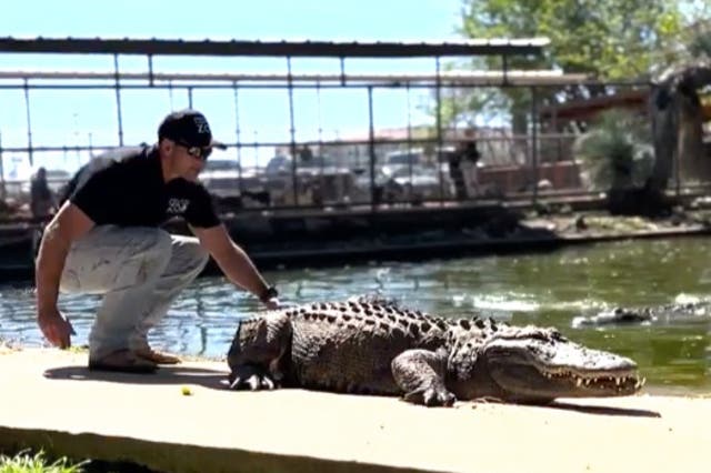 <p>Alligator being returned to zoo</p>