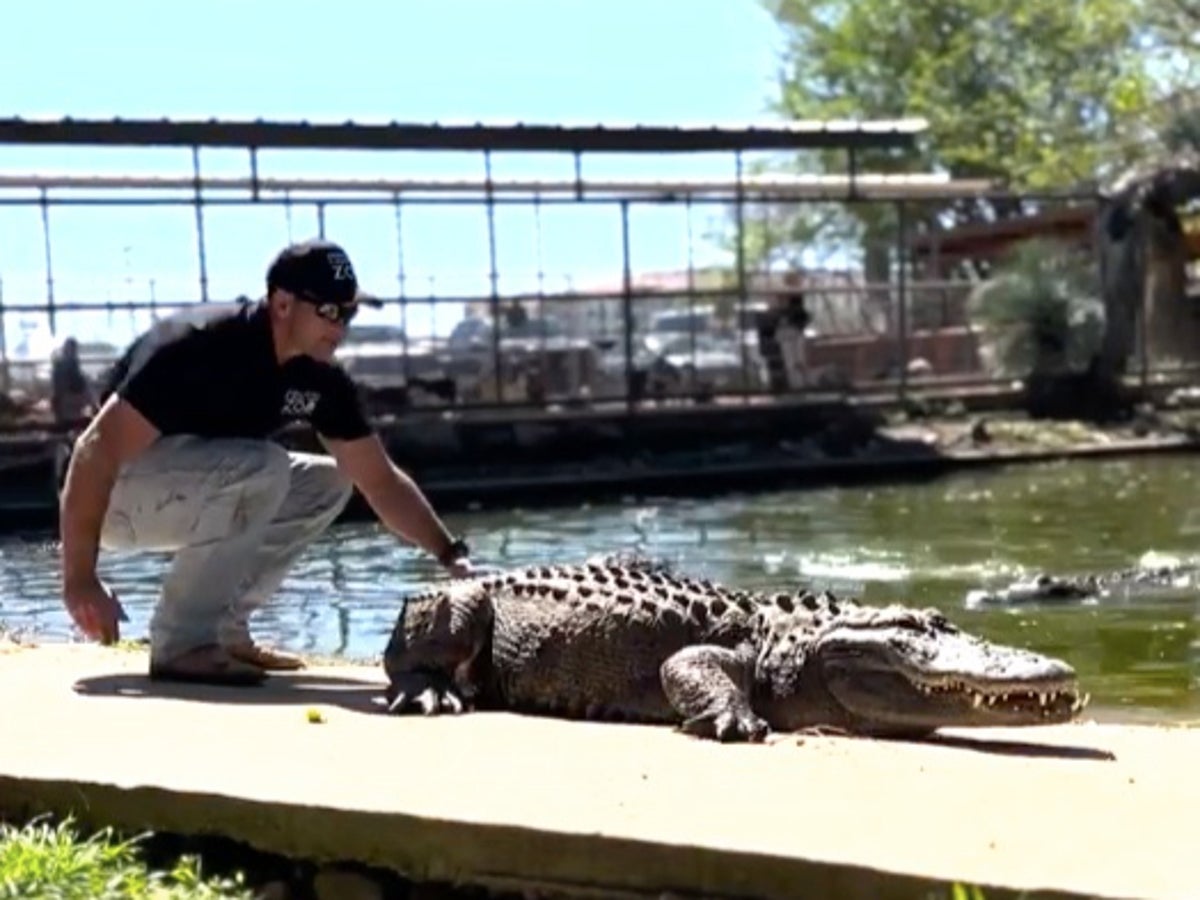 Alligator ‘stolen from zoo 20 years ago’ found in person’s garden