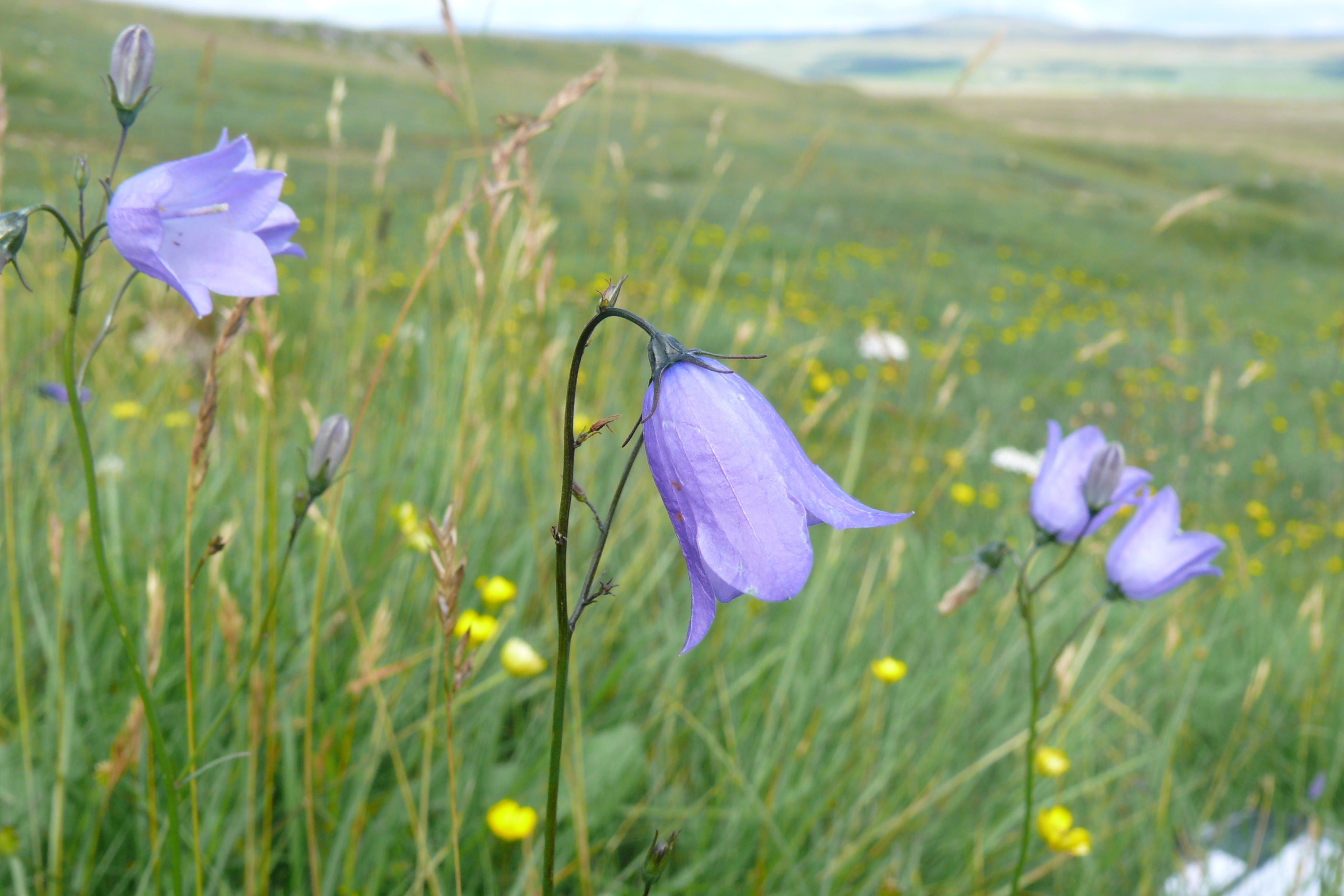Nitrogen enrichment, habitat degradation and changes in grazing pressure have led to the decline of species such as the harebell (Kevin Walker/PA)