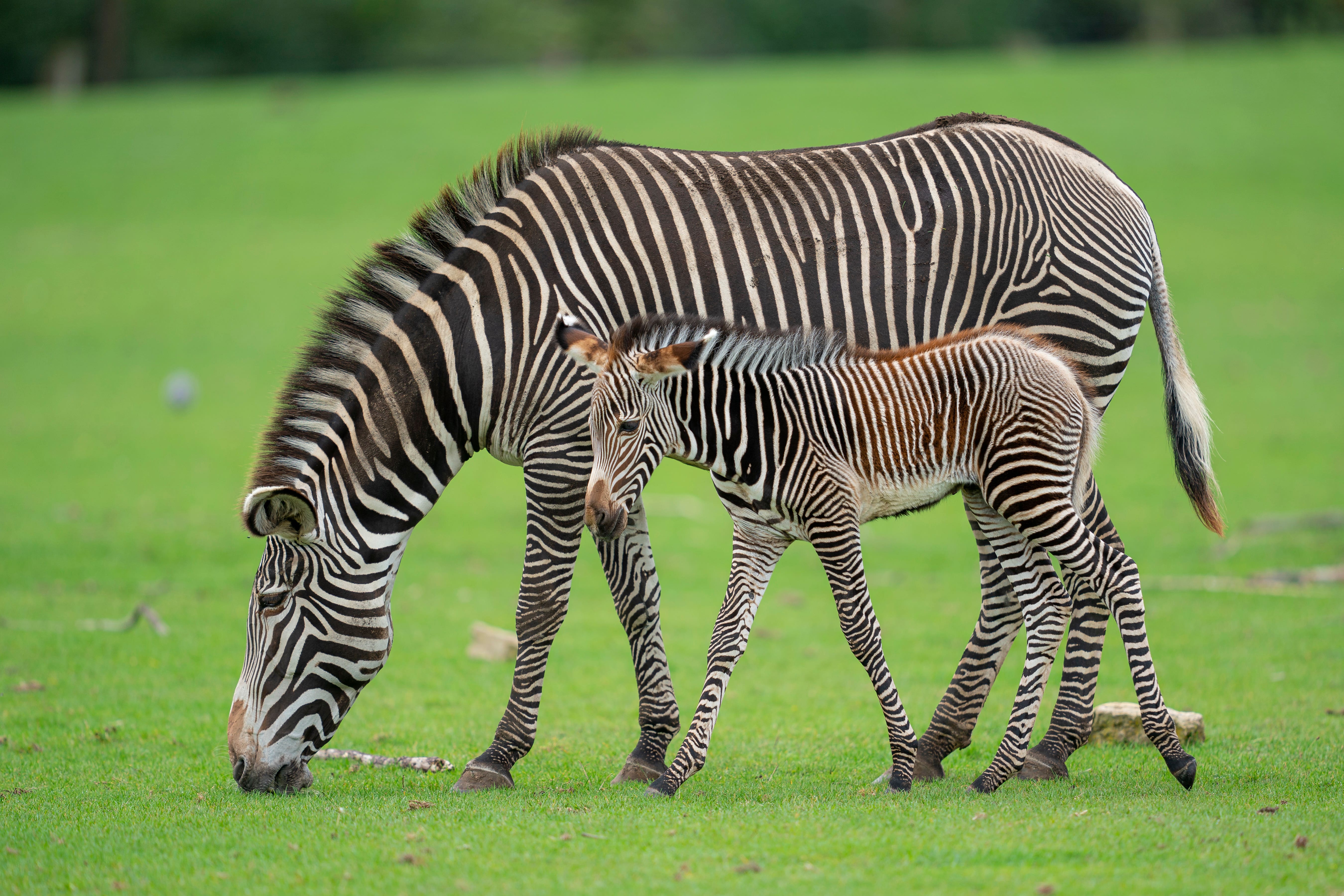 Religiøs gås seksuel Zoo's zebras, giraffes and antelopes to get diet boost with new grass  meadows | The Independent