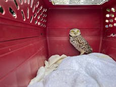 Owl stows away on cruise ship for two weeks