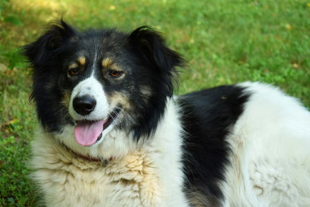 <p>Shroom, a Carpathian shepherd dog, faces being put down</p>