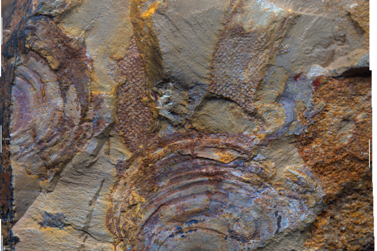 Oldest fossils of mysterious animal group are really seaweeds, study suggests