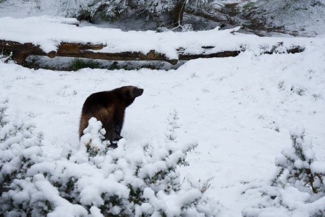 Wolverines could be seen enjoying the snow on Wednesday at Whipsnade Zoo (Whipsnade Zoo)