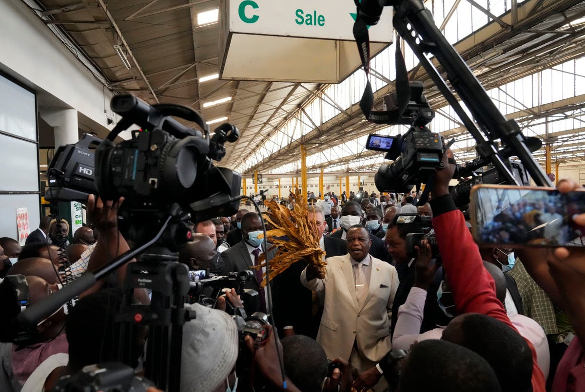 Zimbabwe's tobacco crop grows, despite high fertilizer costs