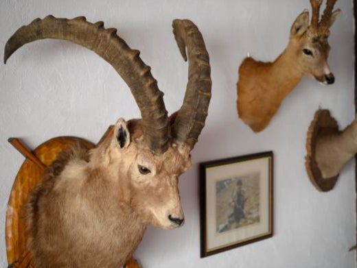 Ibex heads shot by trophy hunters