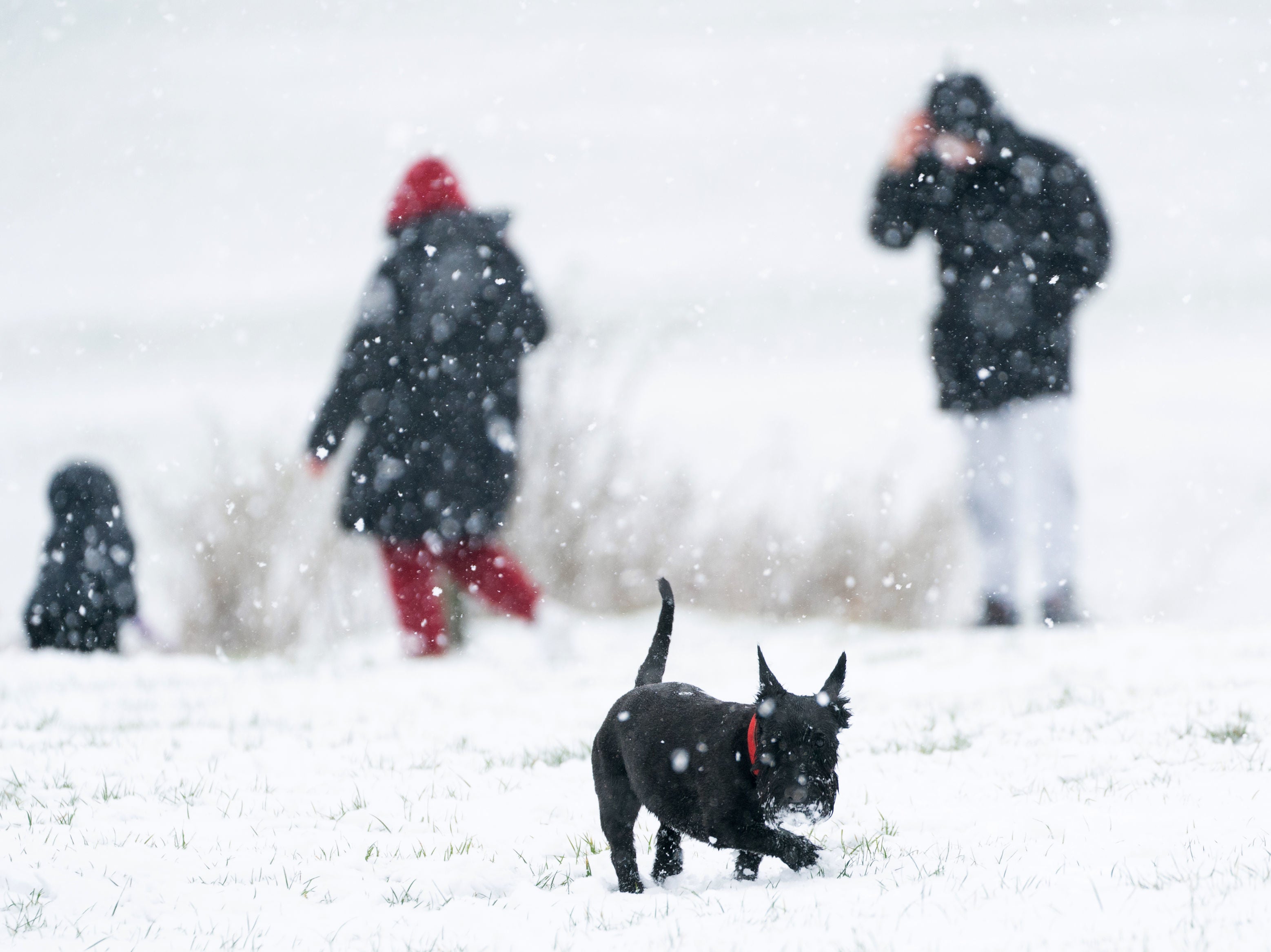 A Scottish terrier plays in the snow on the Dunstable Downs in Bedfordshire