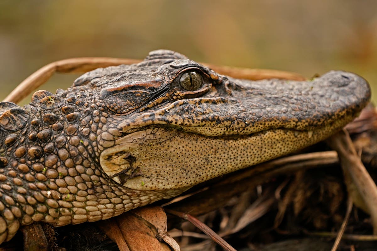 US judge California can't ban alligator imports, sales The Independent