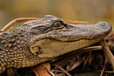 US judge: California can't ban alligator imports, sales