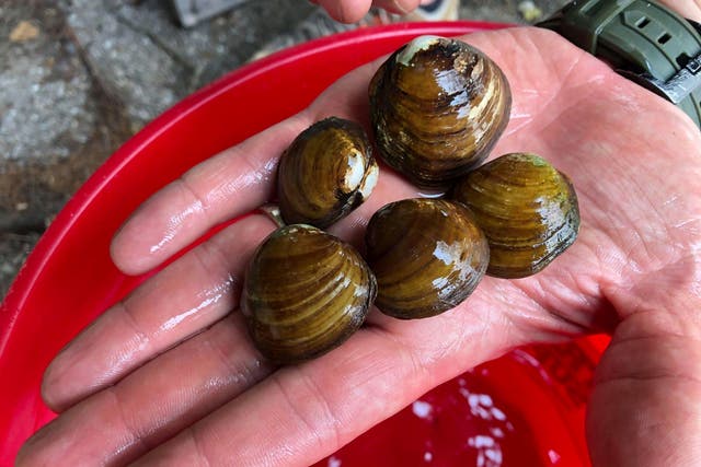 Mussels Threatened