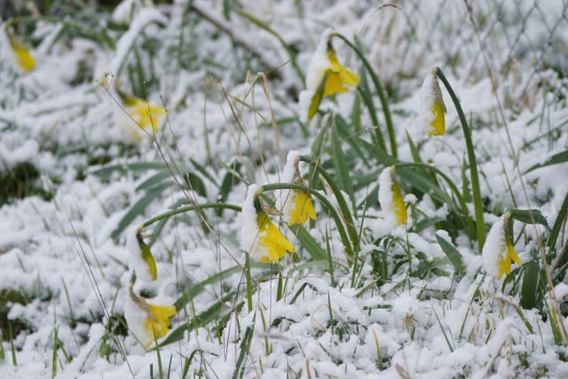 Flowers dusted with snow in Bilboa, County Carlow, in the Republic of Ireland (Niall Carson/PA)