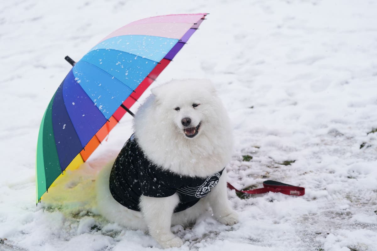 Dogs donning colourful outfits strut their stuff as Crufts returns