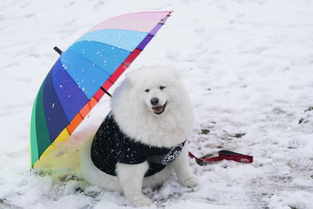 A Samoyed dog named Felicity in the snow on the first day of the Crufts Dog Show at the National Exhibition Centre in Birmingham (Jacob King/PA)