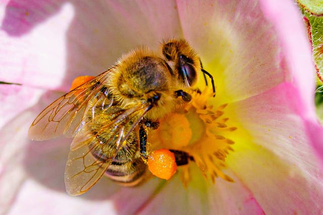Honey bee (PA)