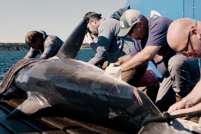 <p>Ocearch works on Maple, a 1,264 pound white shark</p>