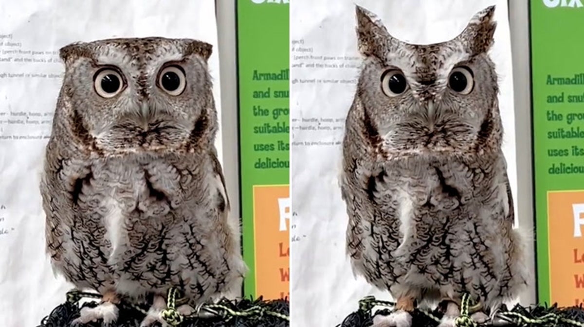 Owl transforms into ‘camouflage mode’ at Cincinnati Zoo