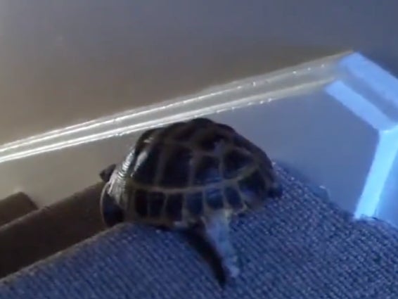 A screengrab of a tortoise video Jenna Ellis used to mock Mitch McConnell