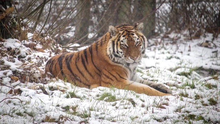 Animals waking up to snow as Storm Larisa sweeps Woburn Safari Park