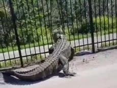 Moment alligator tears through metal fence with petrifying ease: ‘Like a scene out of Jurassic Park’