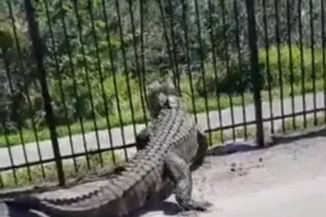 <p>Terrifying video shows an alligator forcing its way through a metal fence</p>