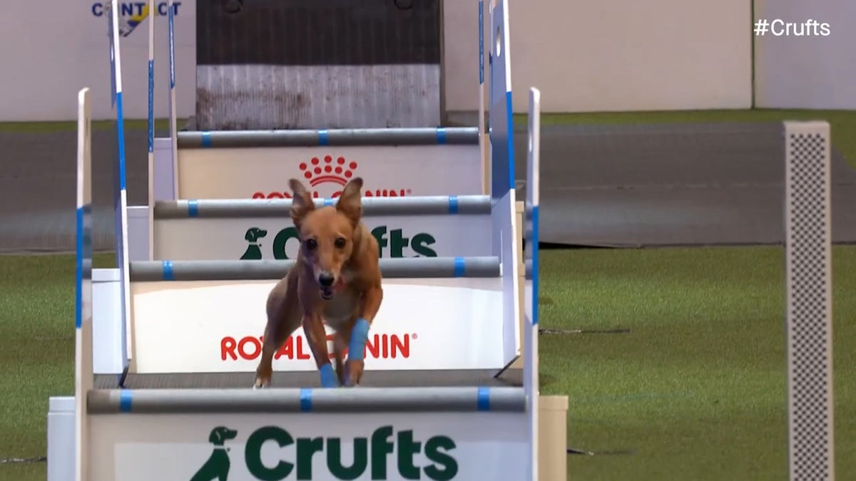 Crufts highlights as iconic dog show continues in Birmingham