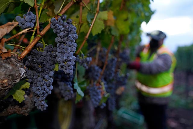 <p>Cabernet sauvignon grapes could be grown in Hull by 2100</p>