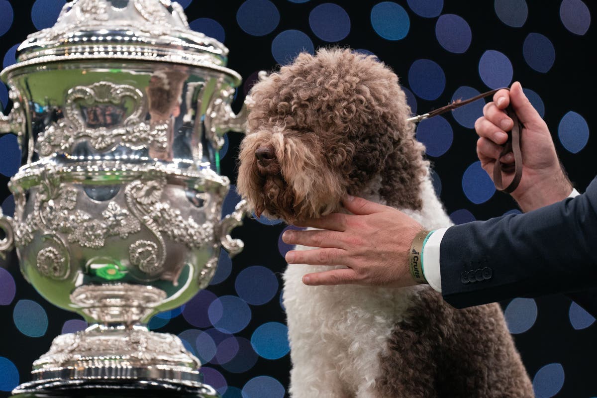 Dog whose tail ‘never stops wagging’ crowned best in show at Crufts