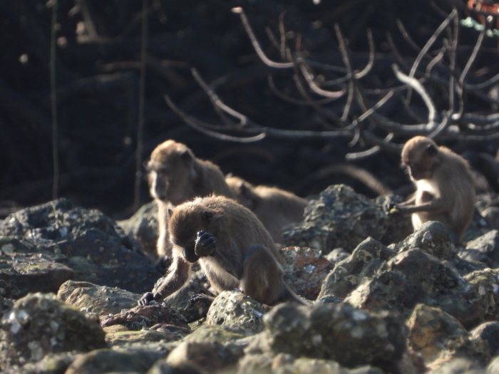 <p>Example of a long-tailed macaque using a stone tool to access food</p>