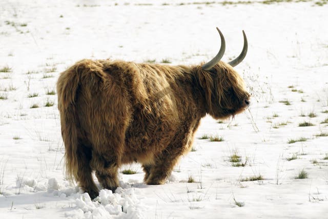 A highland cow in snowy conditions near Menwith Hill in North Yorkshire (Danny Lawson/PA)