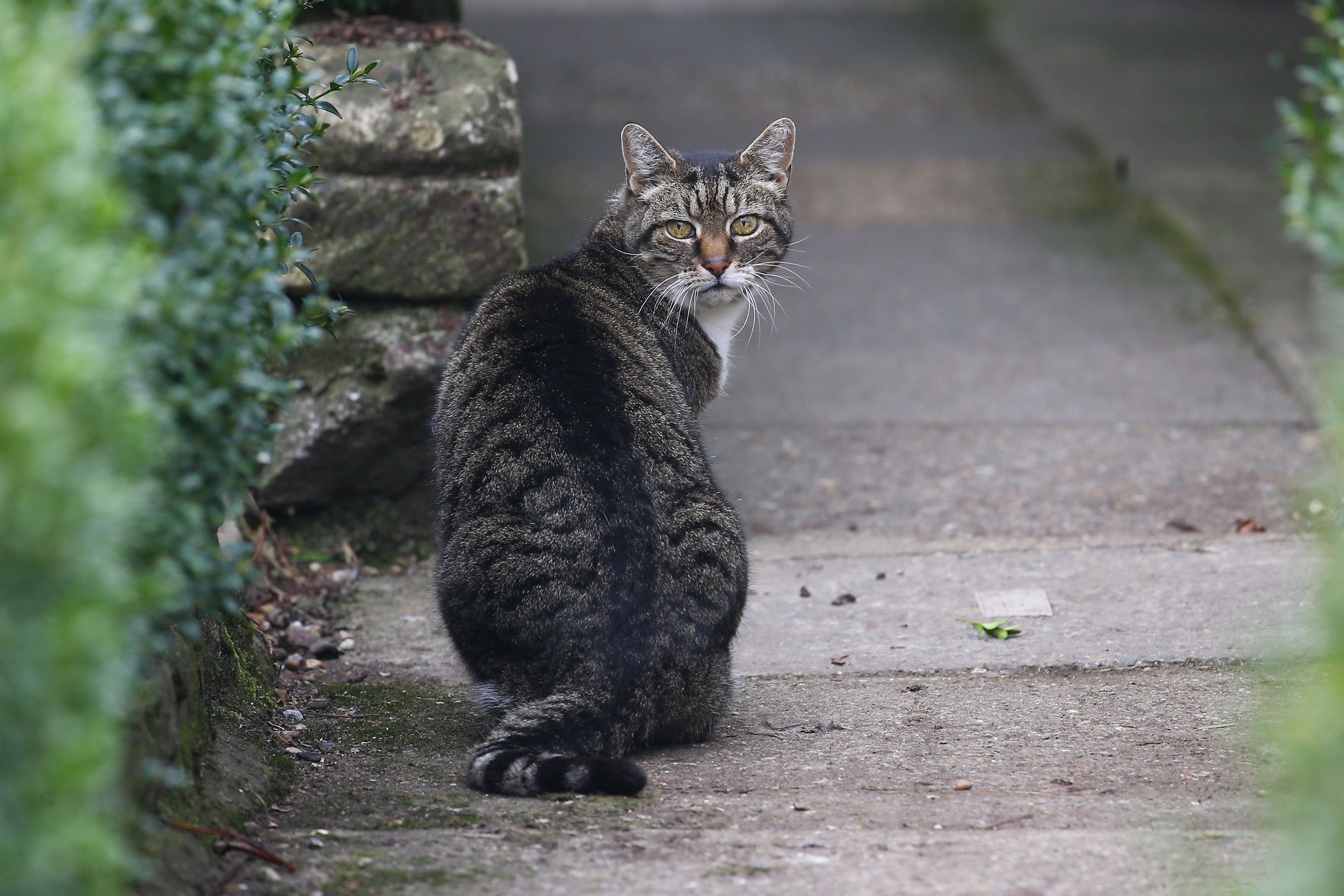 New rules makes microchipping for cats in England compulsory | The 