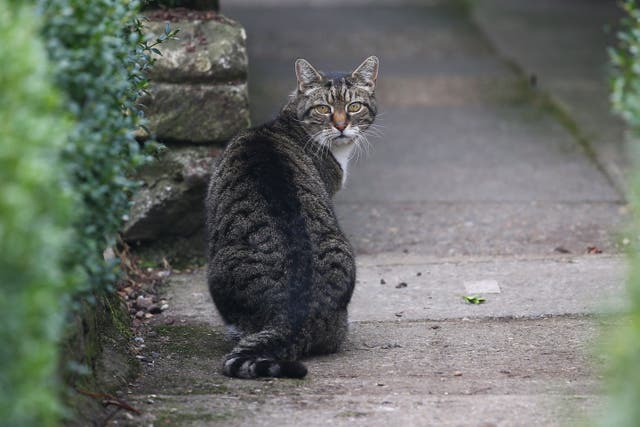 Cats must be implanted with a microchip before they reach the age of 20 weeks under the legislation (Gareth Fuller/PA)
