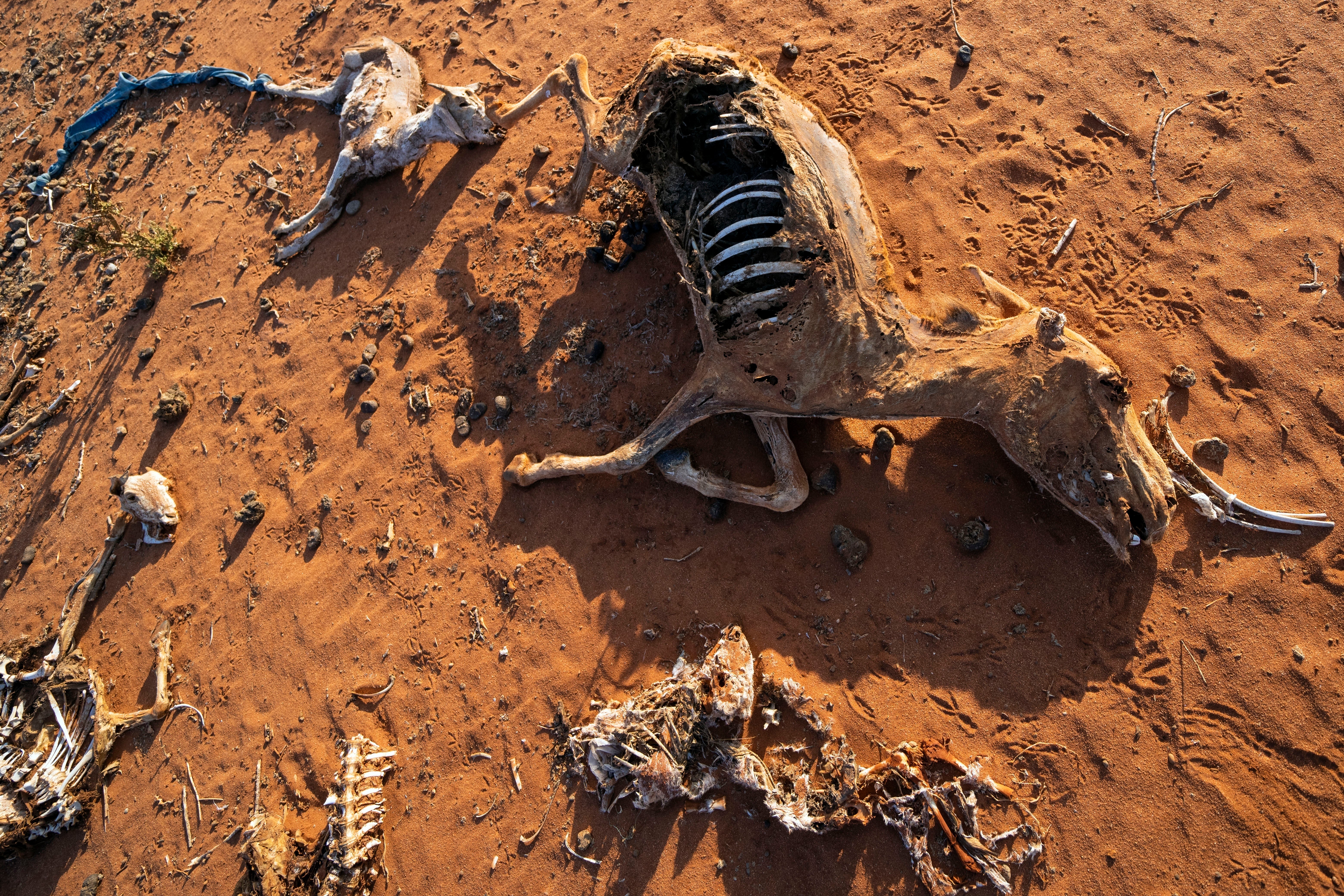 The remains of dead livestock at a camp for displaced people on the outskirts of Dollow, Somalia, in September 2022. The intensity of extreme drought and rainfall has ‘sharply’ increased over the past 20 years